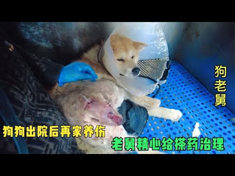 狗狗出院后在家养伤,老舅为大院节省开销,为毛孩子精心搽药治疗