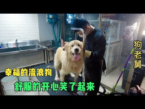 给幸福的狗狗洗澡,活了30多年也没这待遇,舒服的开心笑了起来 background