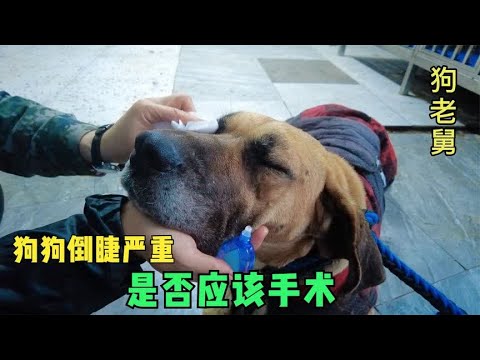屠宰场救的大丹倒睫严重,眼睛已被呼死,是否应该手术大家给建议 background