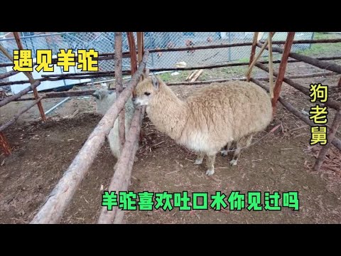 蒙古包来宠物了颜值很高哦,它们性格温顺惹人爱,咱们来看看 background