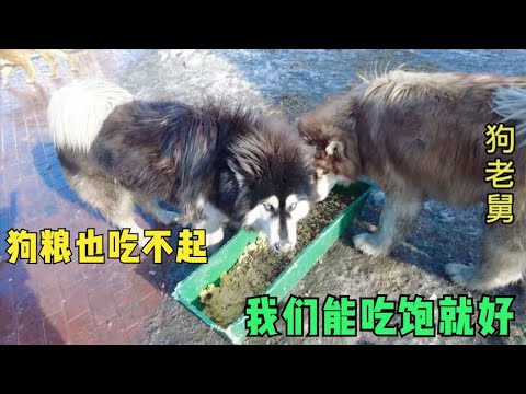 300多条流浪狗已吃不起狗粮,烀一锅鸡架擦5锅玉米面,能吃饱就好