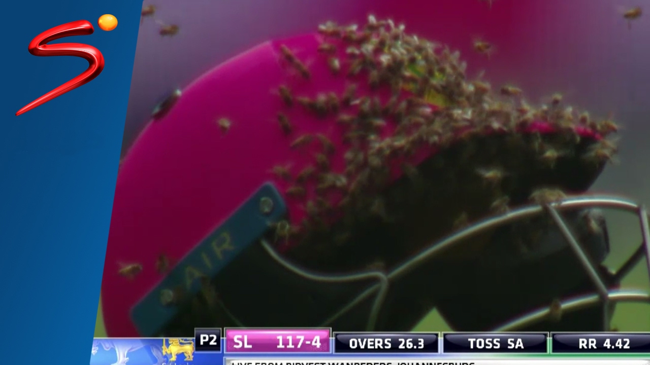 South Africa vs Sri Lanka | Bees Swarm Cricket Field During Pink ODI | SuperSport background