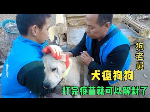 给4条患有犬瘟狗狗打疫苗,打完就可以解封,就可以融入大家庭了 backdrop