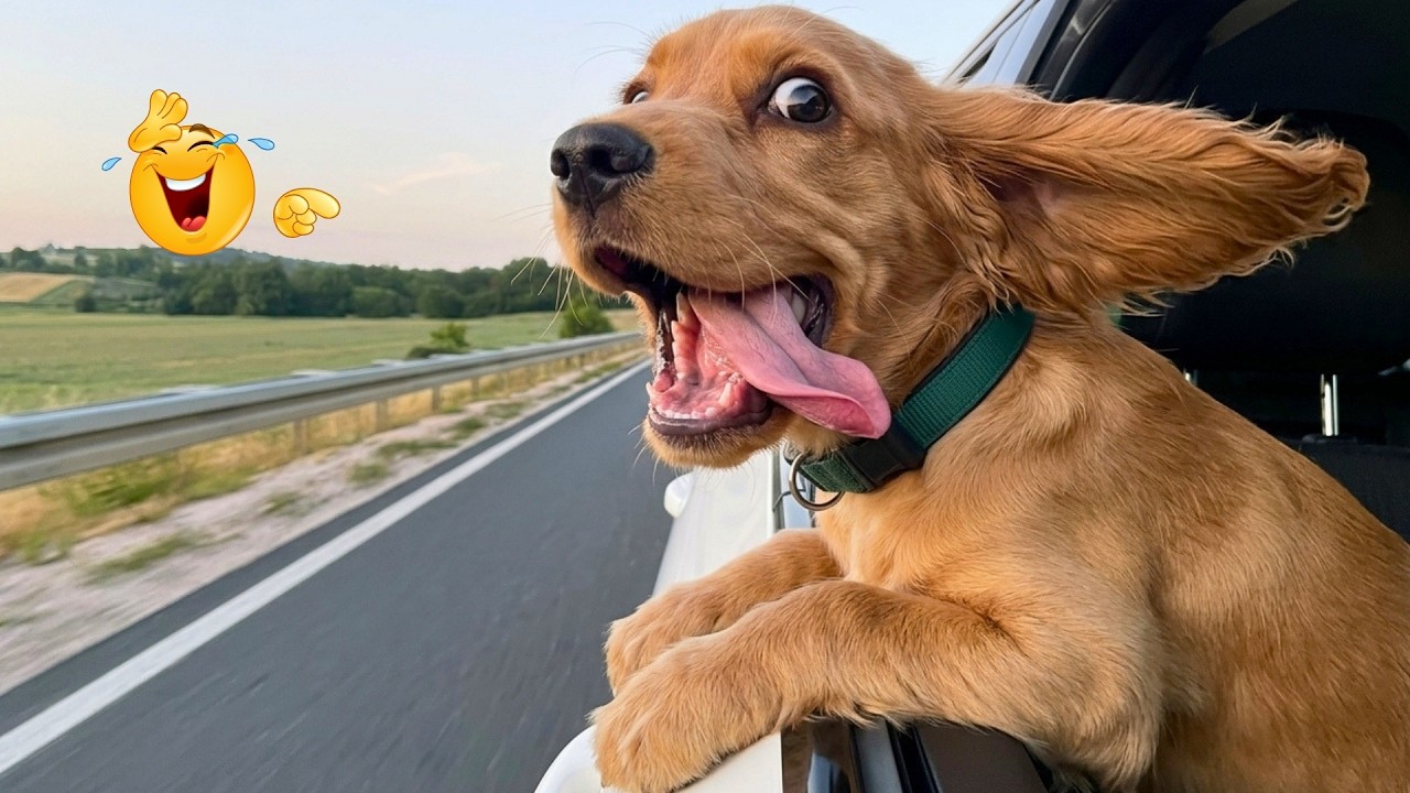 Crazy Funny Pets 😹🐾 Viral Cats and Dogs That Will Make You Laugh Until You Cry!