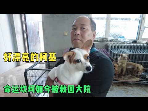 小柯基命运坎坷险些没命,被主人从生死边缘救回,现被大院接回 background