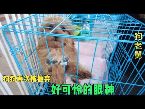 流浪狗被收养后半年又被弃养,好漂亮的狗狗,这里才是你永远的家 background