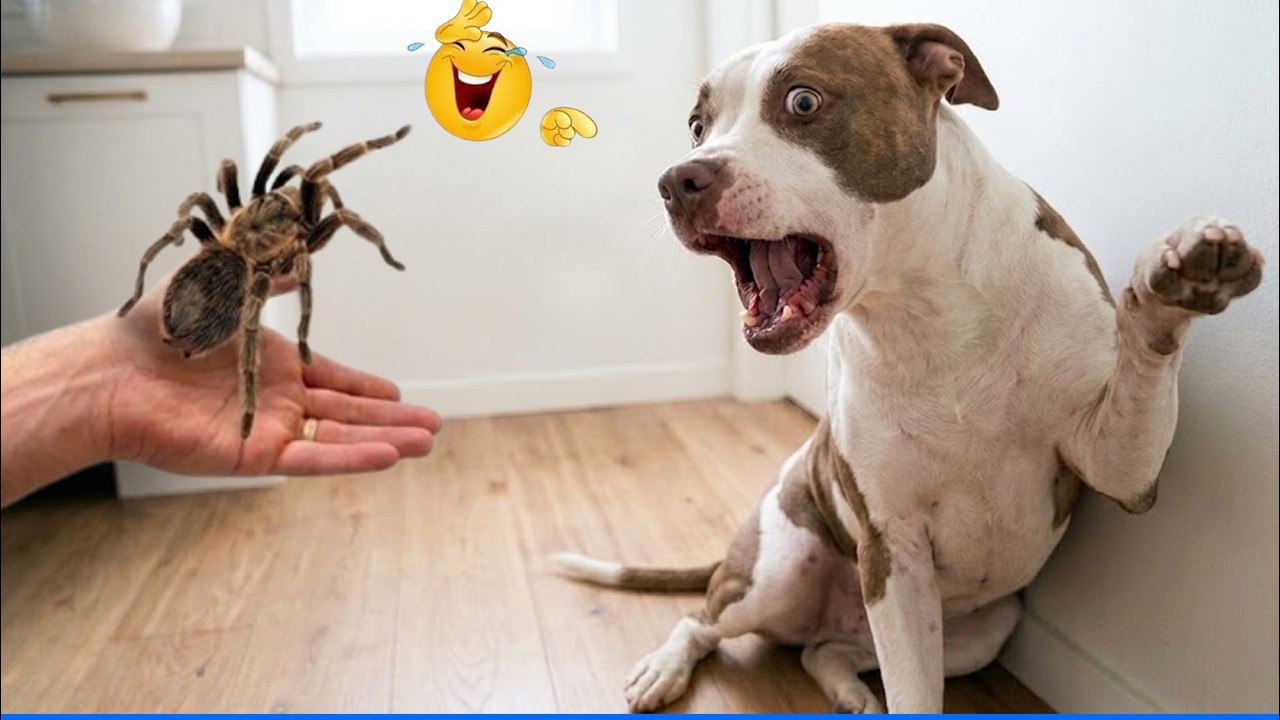 Laugh Out Loud With The Funniest Animal Videos 😹🐶 The Funniest Cat & Dog Moments Compilation