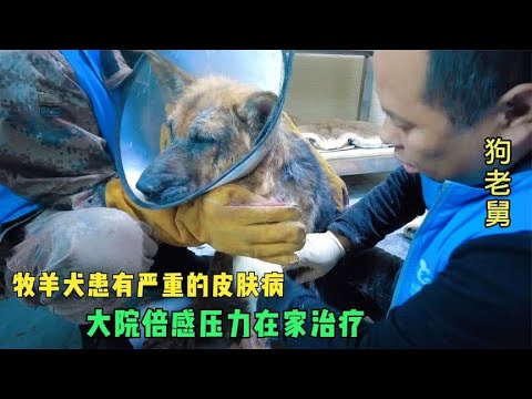 救助的牧羊犬患有严重皮肤病,大院负担很重,老舅在家自己治疗 background