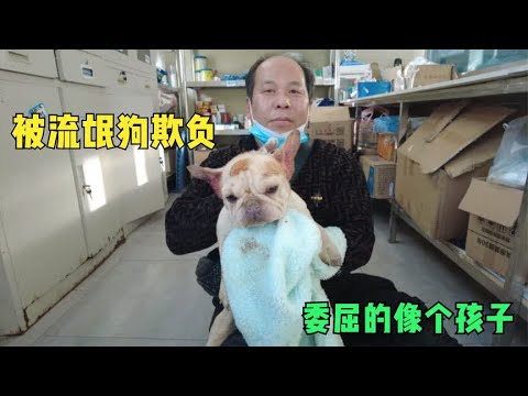 有点残疾的斗牛犬被流氓狗欺负,委屈的像个孩子快哭了,萌化了