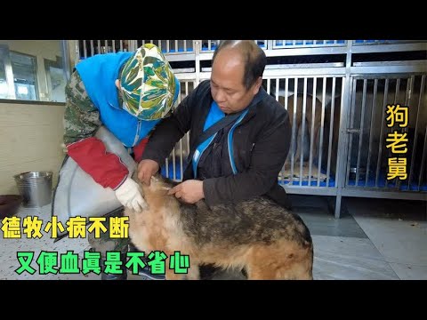 救助的德牧在医院花费几千元,回家后小病不断,又便血真是不省心 background