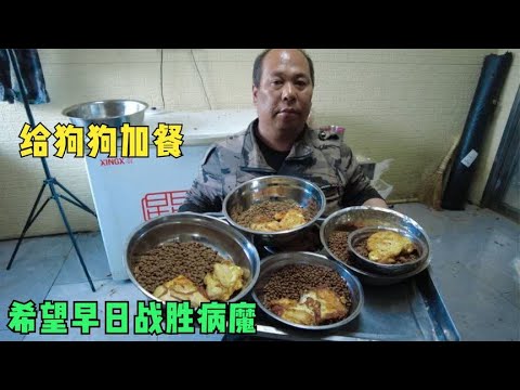 老舅为生病的狗做了营养餐,看它们吃的狼吞虎咽希望早日战胜病魔 background