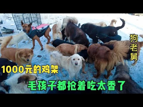 感谢爱心网友的支助,给毛孩子花1000元买的20袋鸡架,都抢着吃