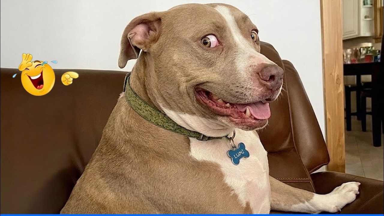 ULTIMATE Cat and Dog Videos! 😹🐶 You Will Die Laughing Because Of These Dogs And Cats 😹