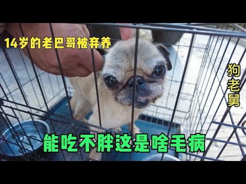 救助了一只14岁的老巴哥,余生就要在大院度过,能吃不胖啥毛病