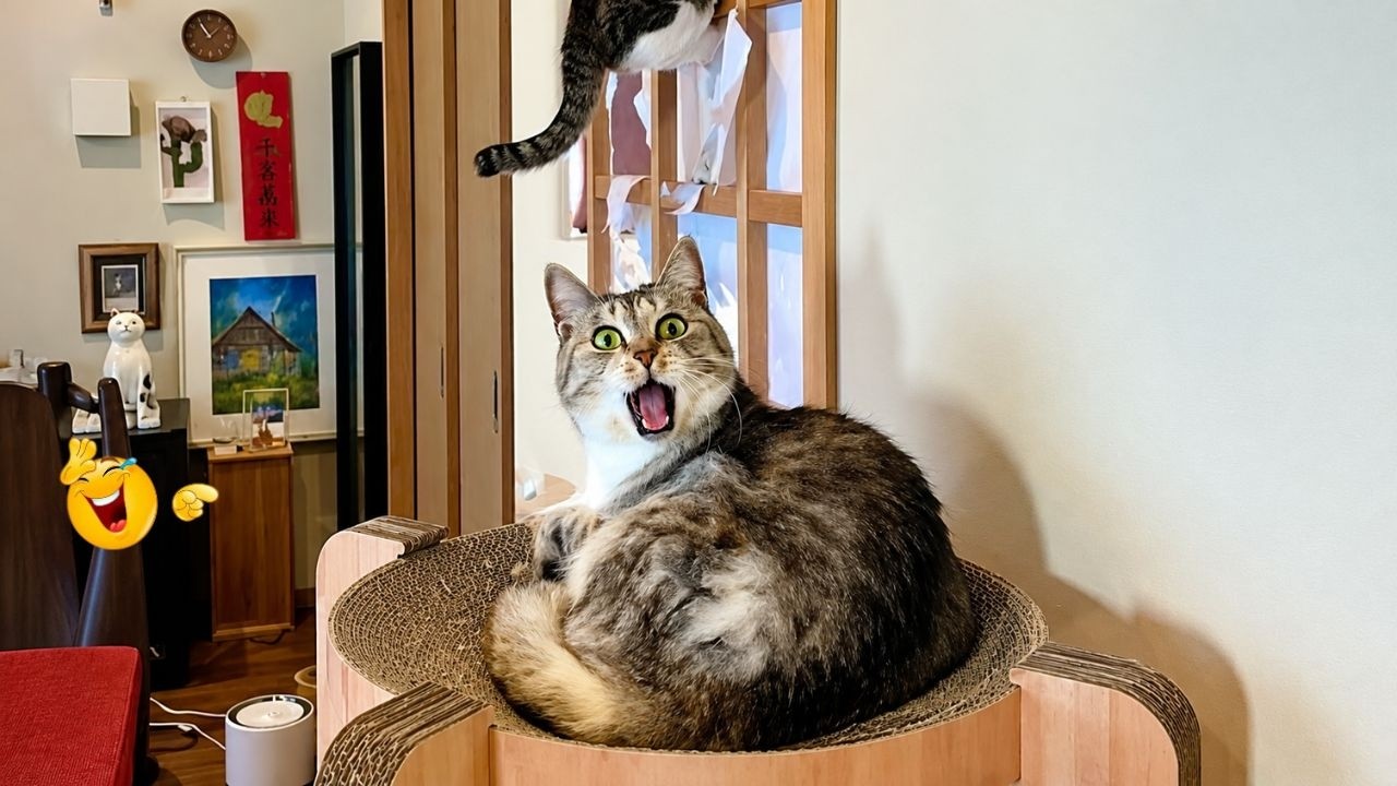 When God Sends You a CAT THAT MAKES LIFE MORE FUN ๐คฃ๐ฑ โ Funny Cats 2026๐