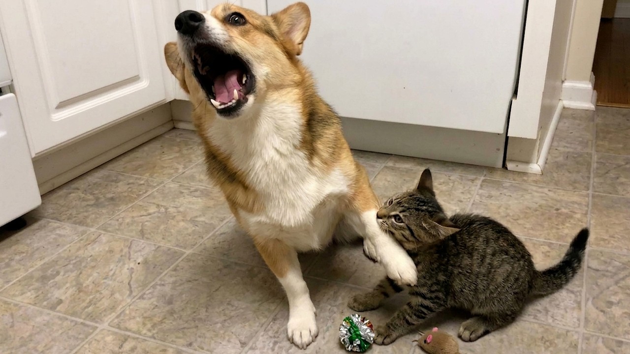 Watch These Curious Cats React to Kittens 😍 - Funniest, Cutest Moments You’ll See Today 😂 background