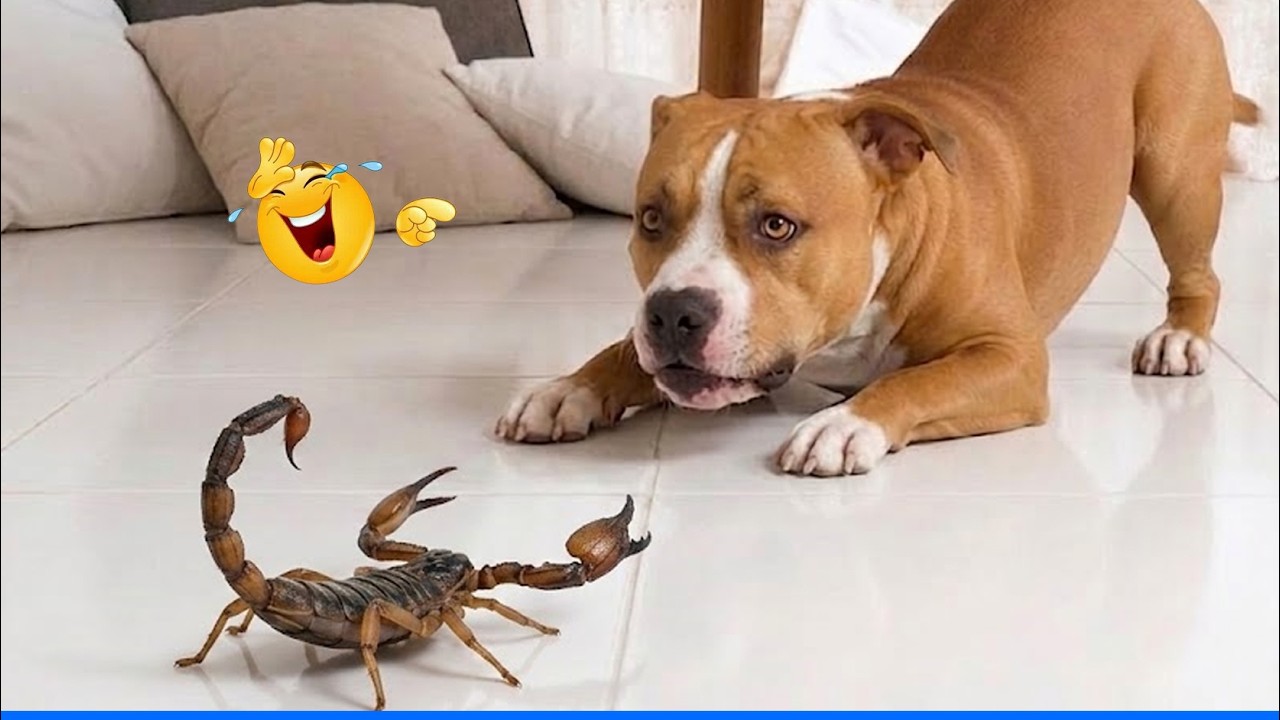 Smarty Funny Animal Video Clips 😹🐶 The Funniest Cat & Dog Moments Compilation 😁 background