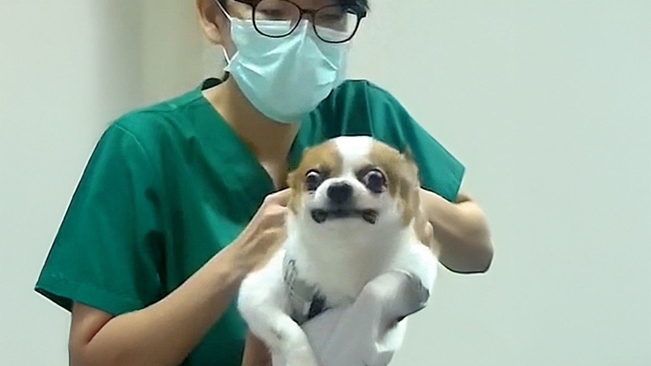 When Your Dog Going to the Vet For the Very First Time 😆 background