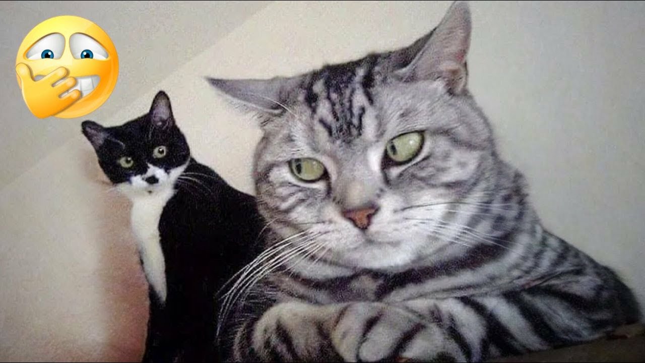 FUNNIEST CAT VIDEOS 2024 COMPILATION π Funny Cats 56 πΊ #funny #pet #cat #foryou #viral #viralvideo