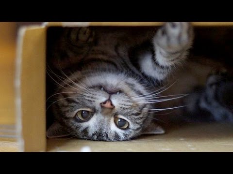 World's funniest cats and their best moments - Funny cat compilation background