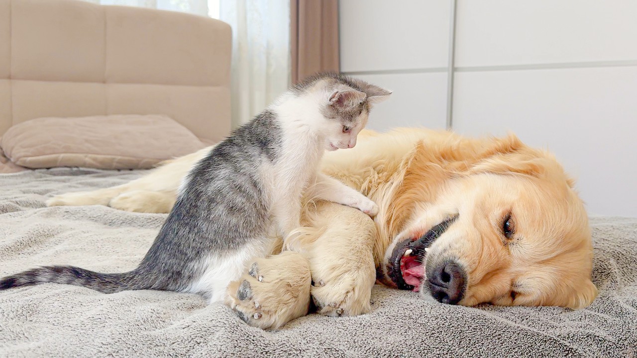 Tiny Kitten Bullies a Giant Golden Retriever — Watch What Happens! background