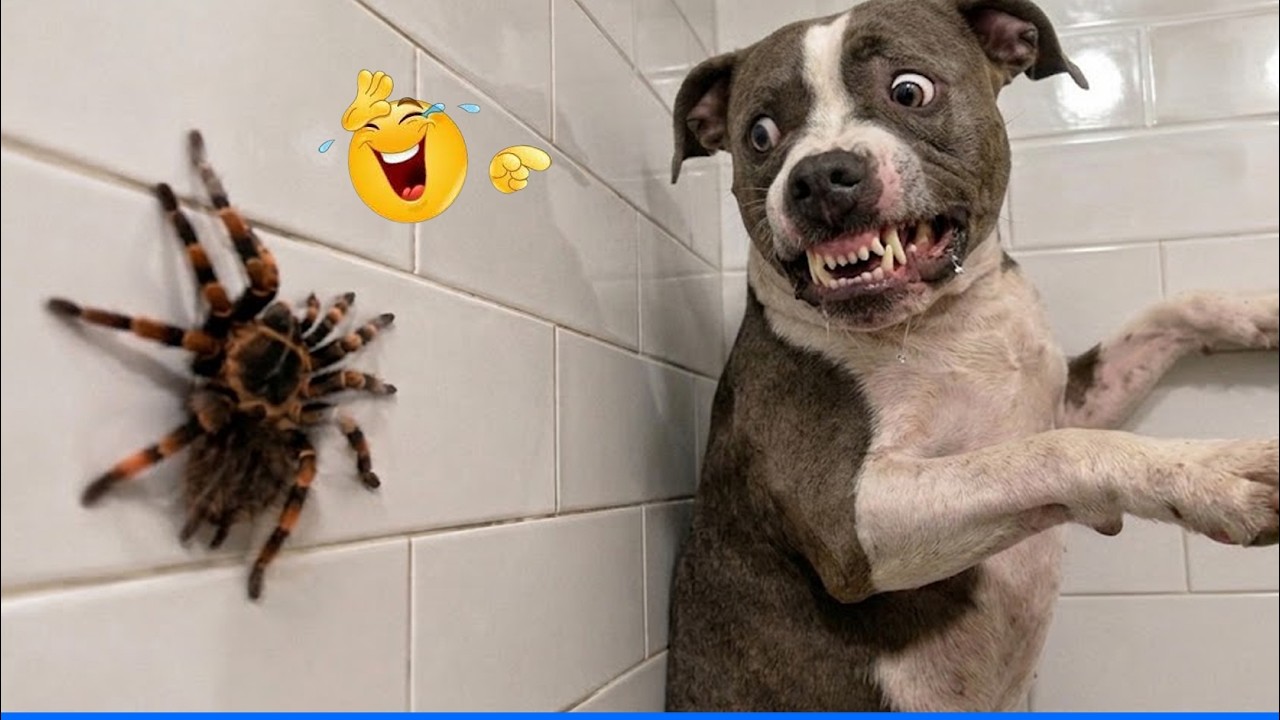 Funniest Farm Animals | Best Video For famillies🤣🐶 The Funniest Videos That Will Make You backdrop