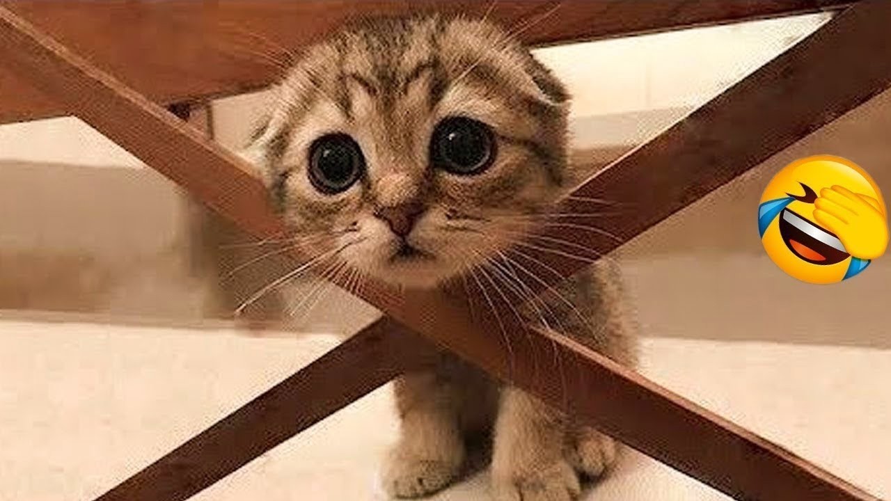 Funniest Dogs and Cats Videos 2026😼🐶Try Not To Laugh Impossible😜 backdrop