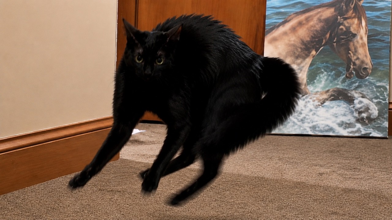 Cats Acting Bonkers backdrop