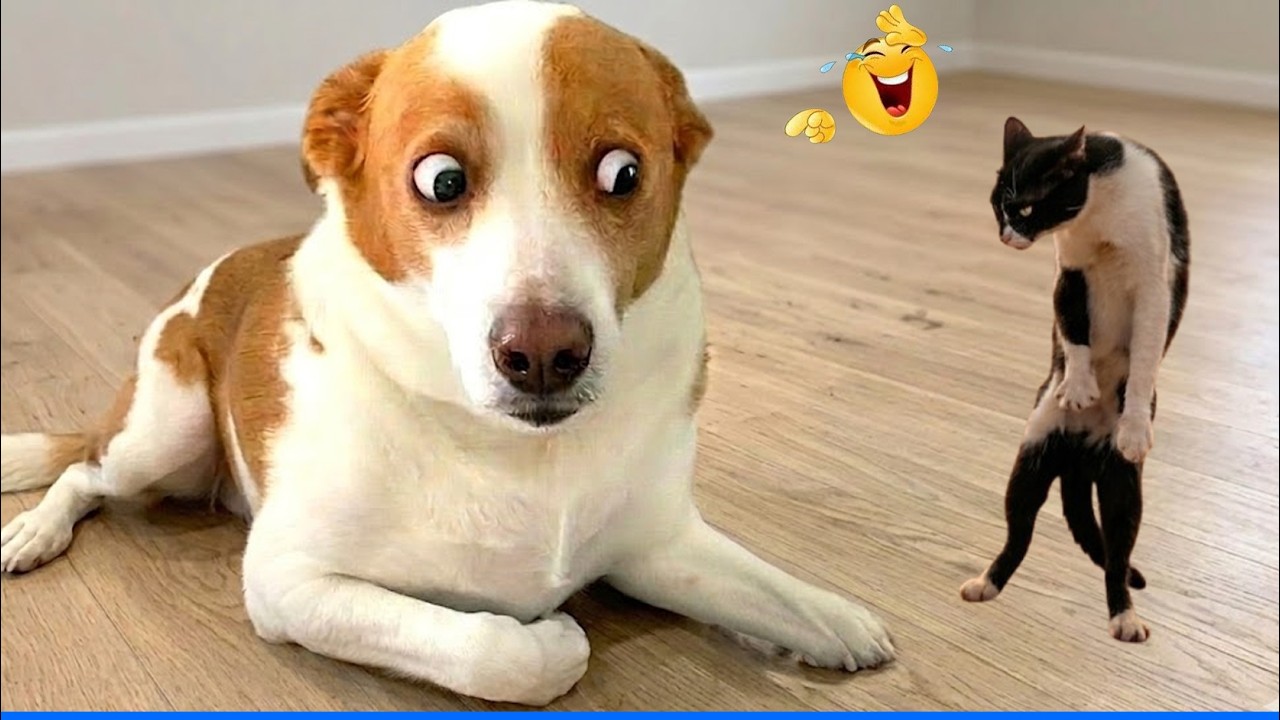 Monkeys Reacting Magic For The First time! Funniest Animals And Pets🤣🐶 FUNNIEST Pets of 2026 backdrop