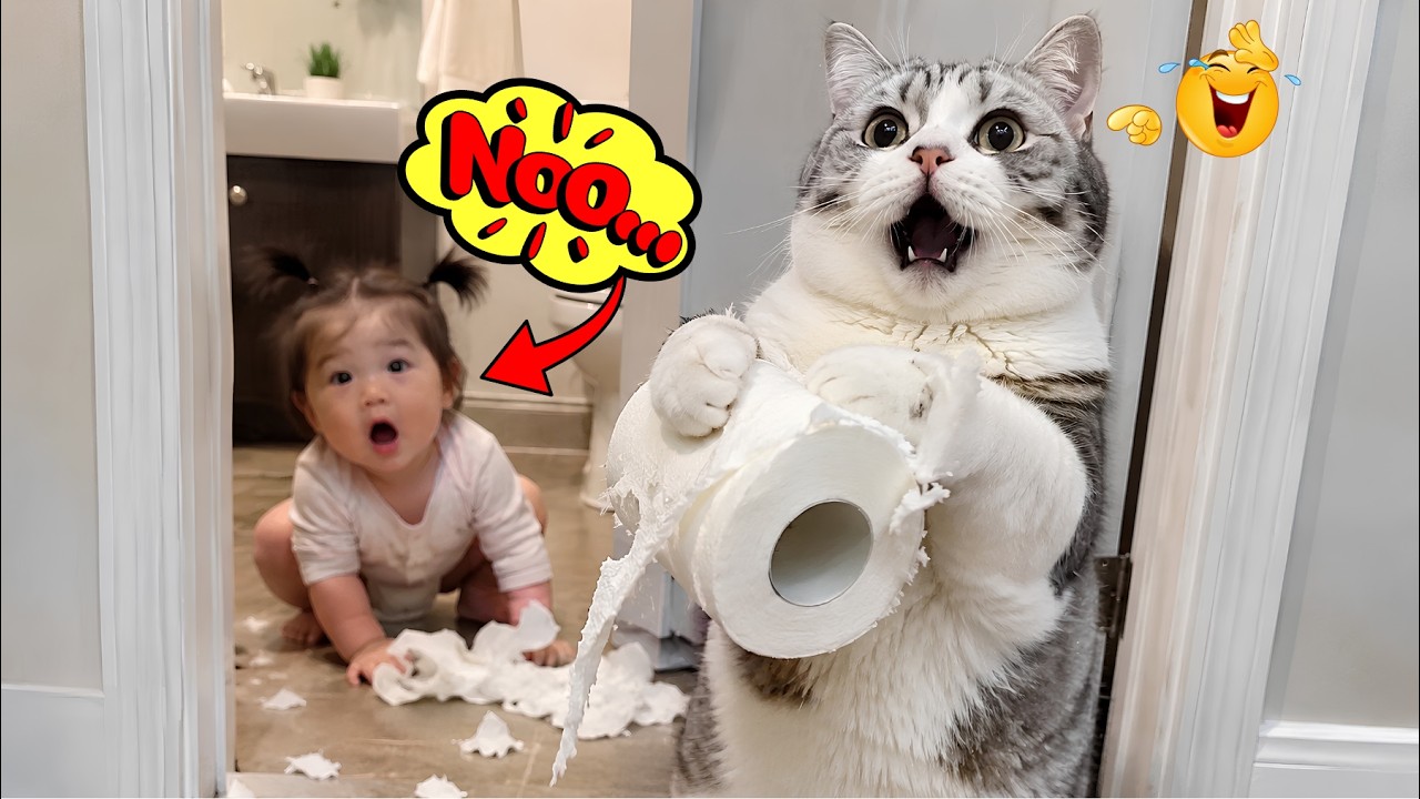 Funniest Cat Moments That Made Me Cry Laughing 😭😂