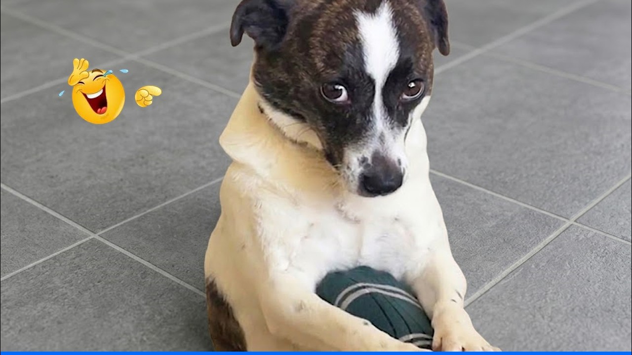 FUNNIEST Animal, Dog and Cat Videos That’ll Instantly Make Your Day Better! 😹🐶 background