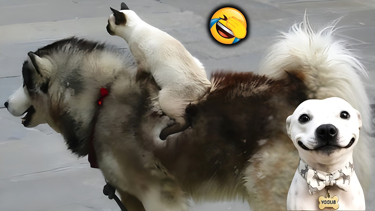 Most HILARIOUS Animal Videos CAUGHT ON CAMERA🐶🐱Funny Dogs & Cats 2026