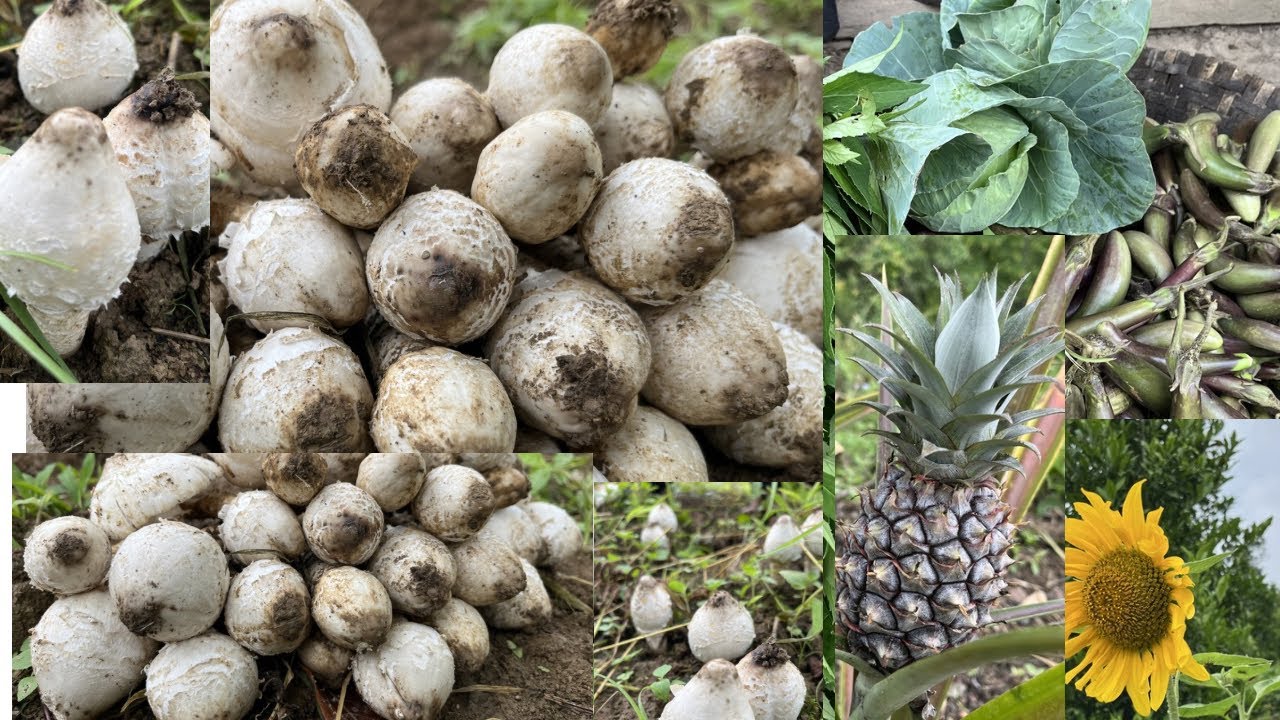 Naga Farmers harvesting lots of Veggies and Mushrooms