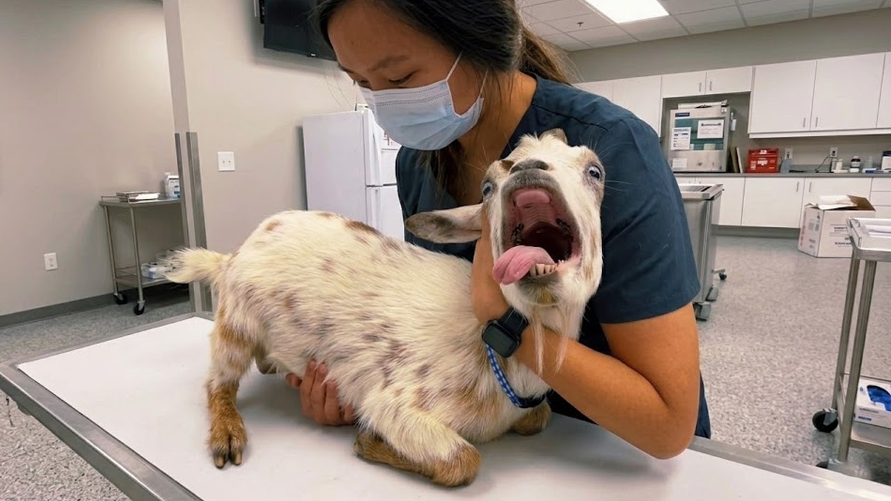 Dramatic Pets Who Interrupt Their Own Vet Checkups 🤣 Funniest Animal Reactions Ever