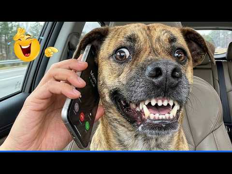Petsmart || Compilation of the smartest pet videos ЁЯШоЁЯдг Funniest animal videos ЁЯР╢