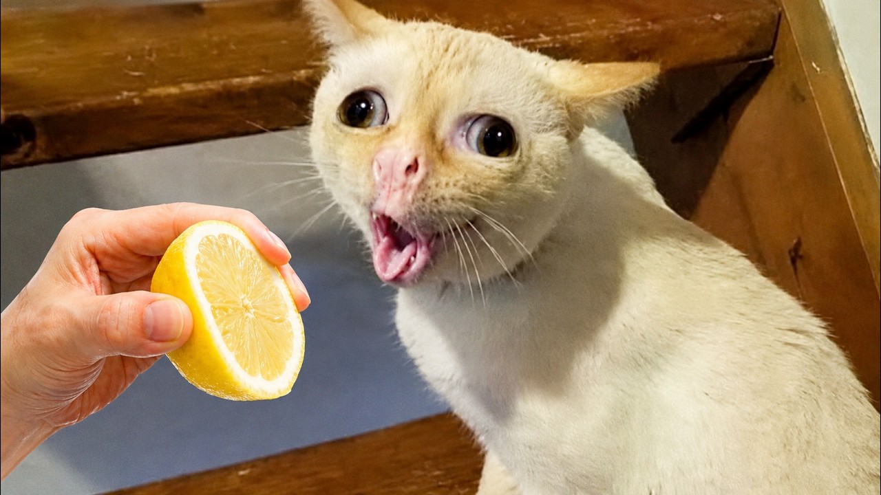 You Wonβt Stop Laughing at This Crazy Cat π | Viral Funny Video