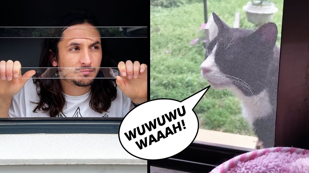 How to make a song with your neighbour's cat (Let Me In) background