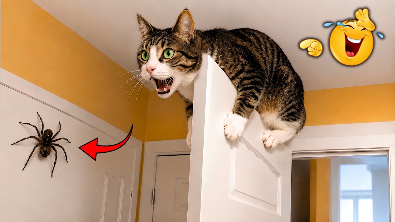 The Funniest Cat on the Internet Today 😹| Funny Cat's Moments