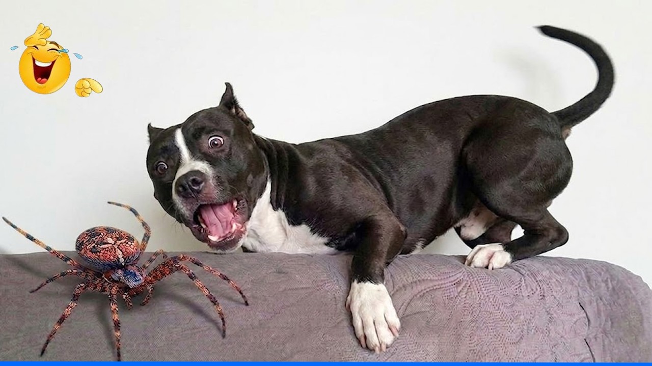 The Funniest Pet Videos Compilation đčđ¶ Funny Dogs and Cats That'll Make The World Laugh