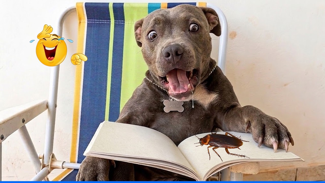 Laugh Out Loud With The Funniest Animal Videos 😹🐶 Funniest Cat & Dog Moments Ever Recorded