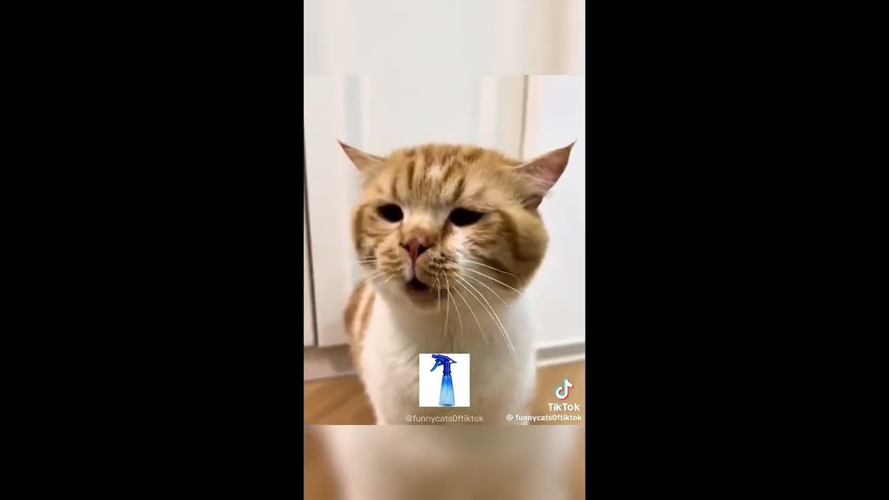 5 minutes of TikTok competition funny cat videos