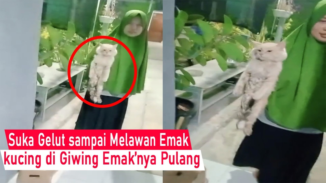 Dasar kucing BANDEL! Ngelawan Emak di suruh Pulang, kucing kena Jewir di Paksa pulang/kompilasi Lucu