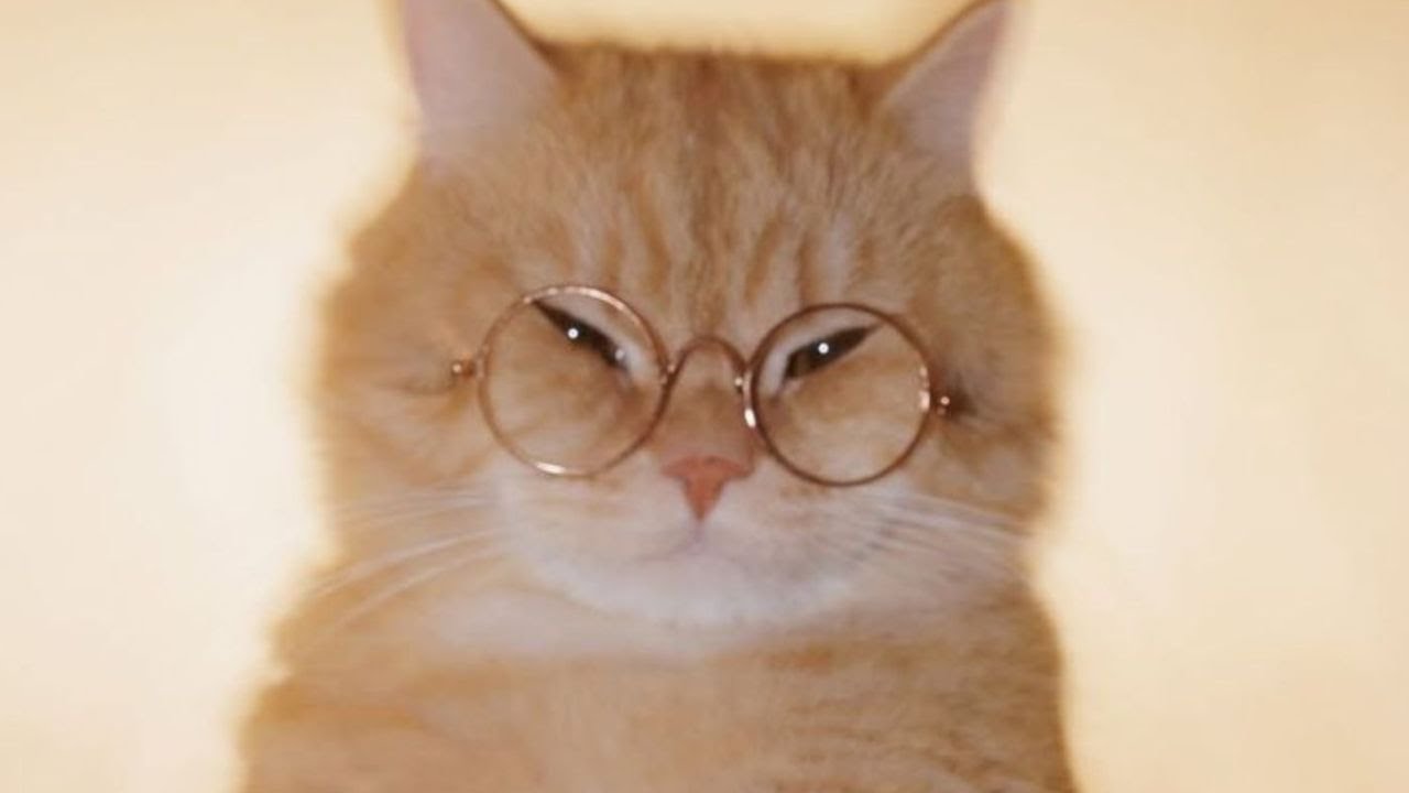 MONTAGEM MIAU background