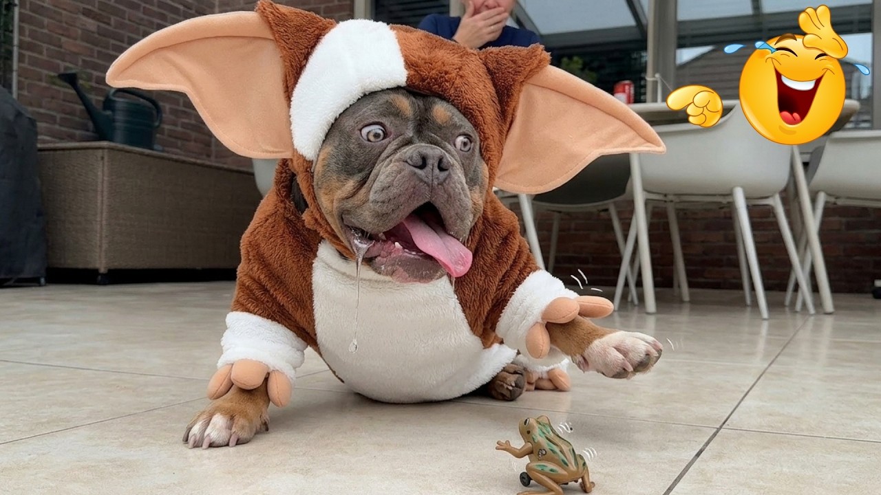 Funniest Animal Videos 2026 đ These Cats and Dogs Have a PhD in Causing Hilarious Trouble! background