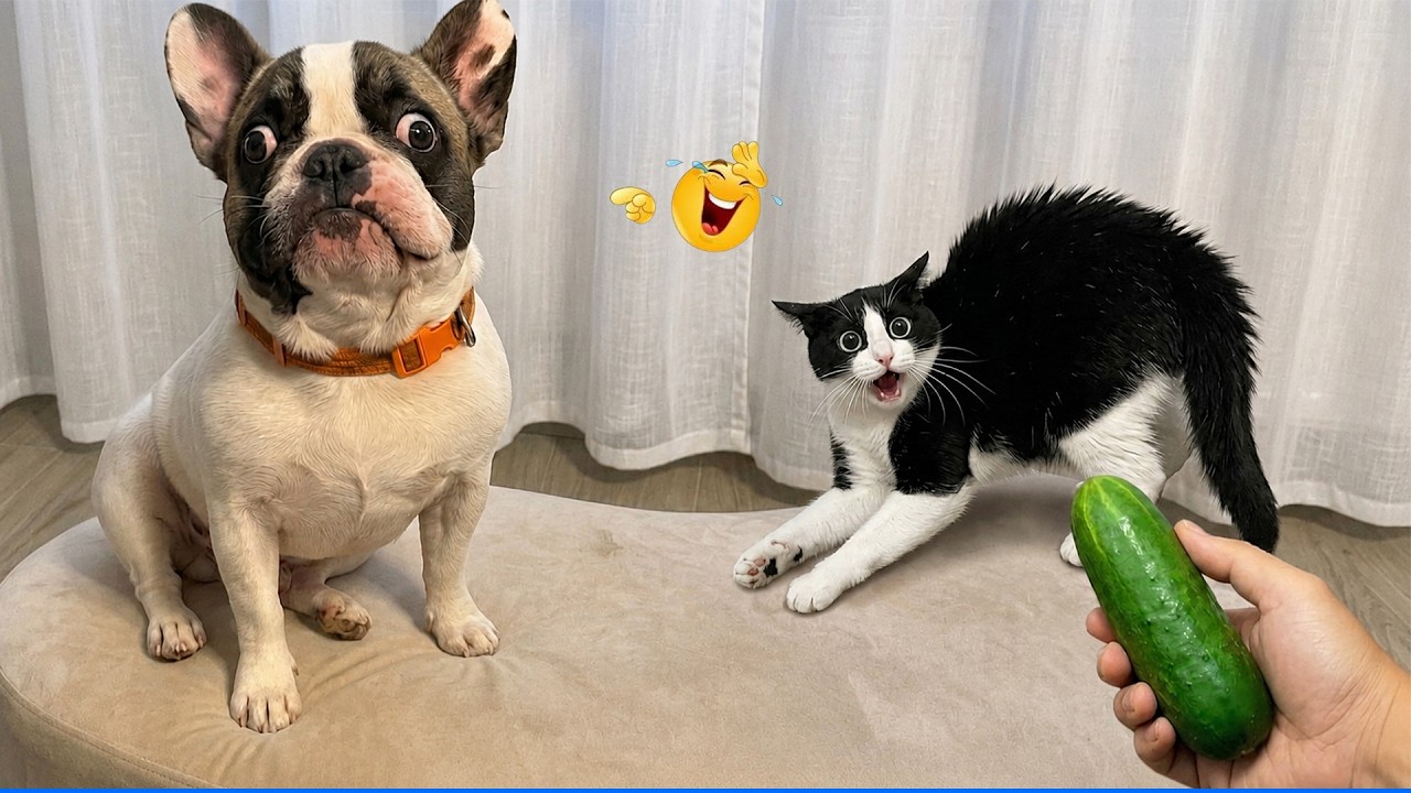 The Funniest Animal Moments Ever 😹🐶 The Funniest Animals That Will Make You Laugh Crazy background