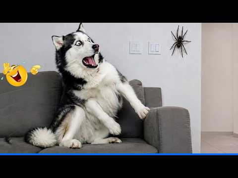 When God Sends You Funniest Animals Videos 😹🐶TRY NOT TO LAUGH background