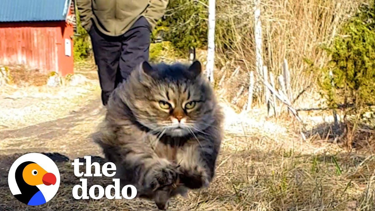 Fluffy Cat Runs As Fast As A Cheetah And Beats Her Dad In Every Race | The Dodo Cat Crazy background