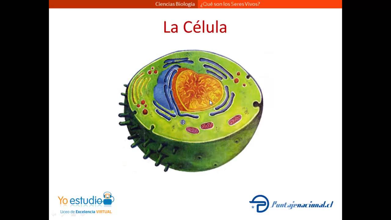 Biología - 1º Secundaria
