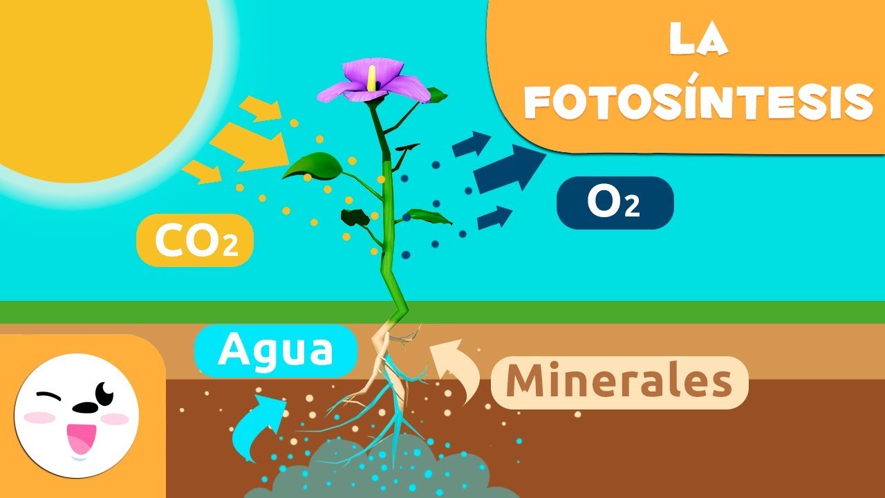 Ciencias de la Naturaleza para niños de 9 a 10 años