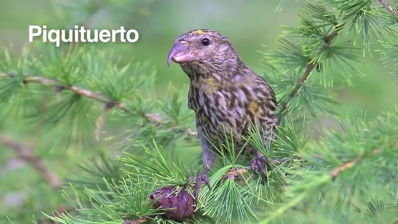 Ciencias y Tecnología Biología • Telesecundaria 1° Grado